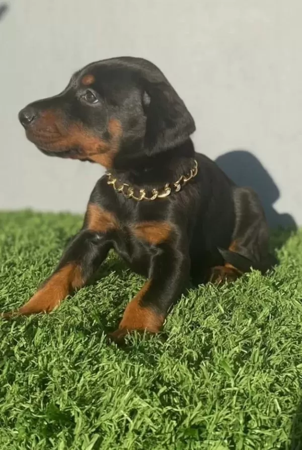 Asil Doberman Yavrularım