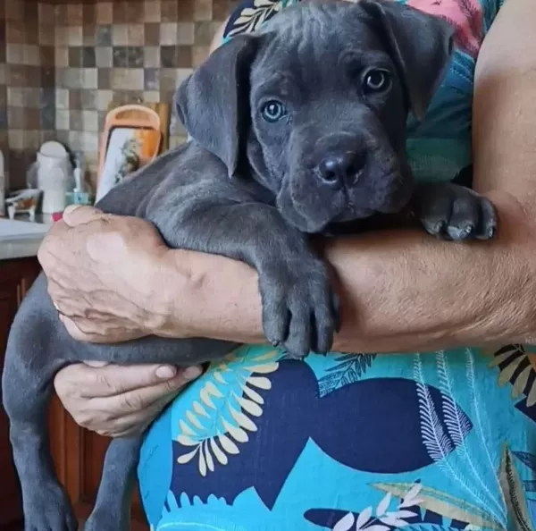 Harika Blue Cane Corso Yavruları