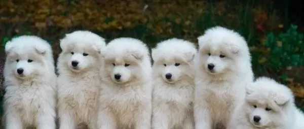 Samoyed Bebeklerimiz Sizleri Bekliyor