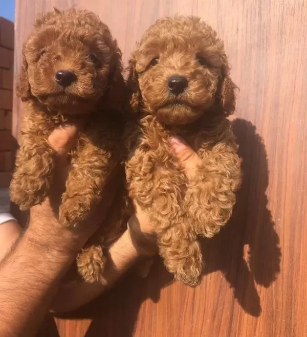 Oyuncak Gibi Poodle Toy Yavrularım