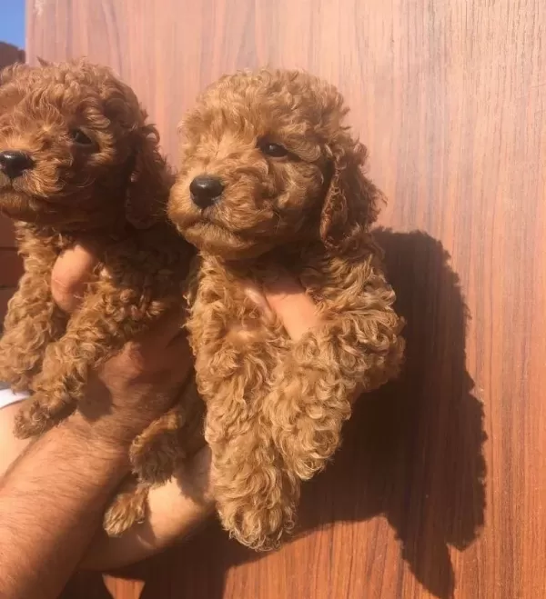 Oyuncak Gibi Poodle Toy Yavrularım