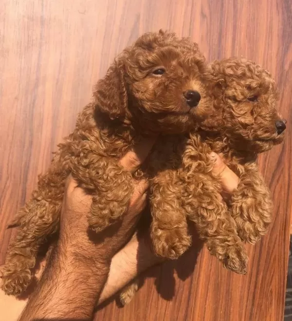 Oyuncak Gibi Poodle Toy Yavrularım