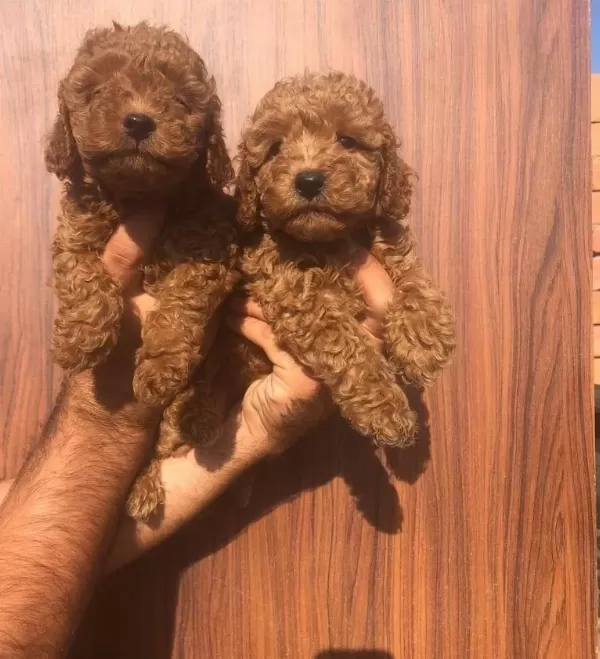 Oyuncak Gibi Poodle Toy Yavrularım