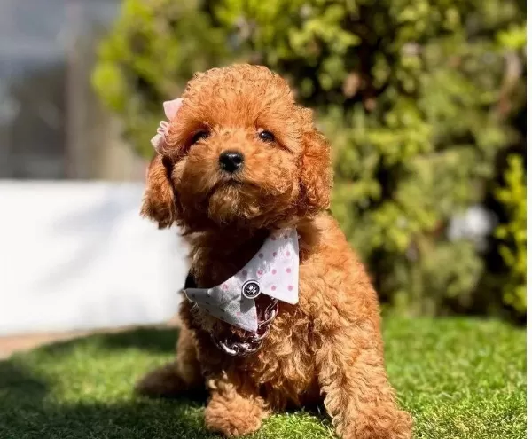 Guzeller Guzeli Toy Poodle Yavrular