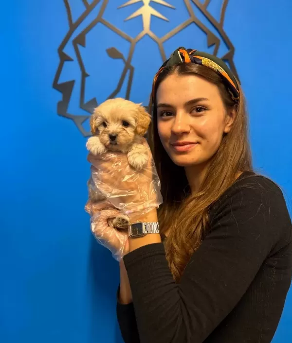 Gerçek Maltipoo Yavrularımız Cok Sirinler