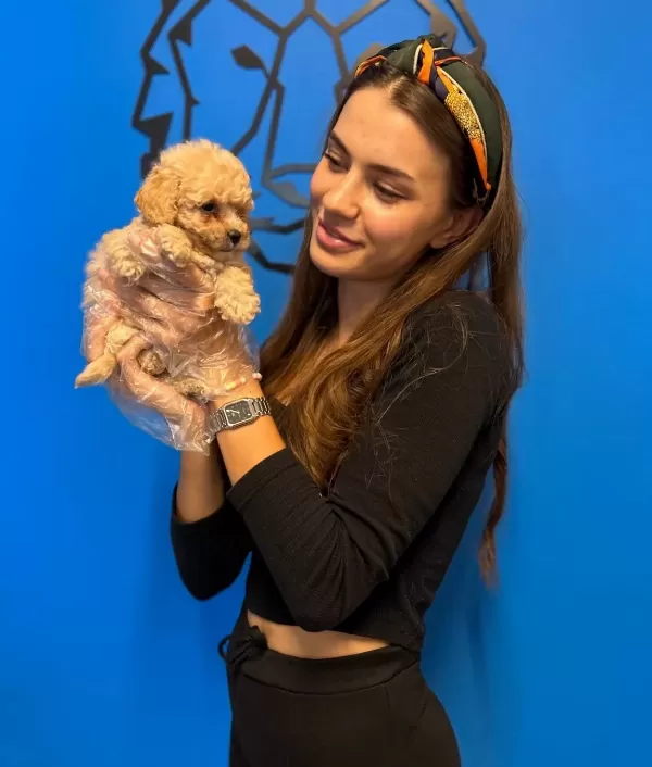 Cok Sirin Czel Toy Poodle Yavrularımız