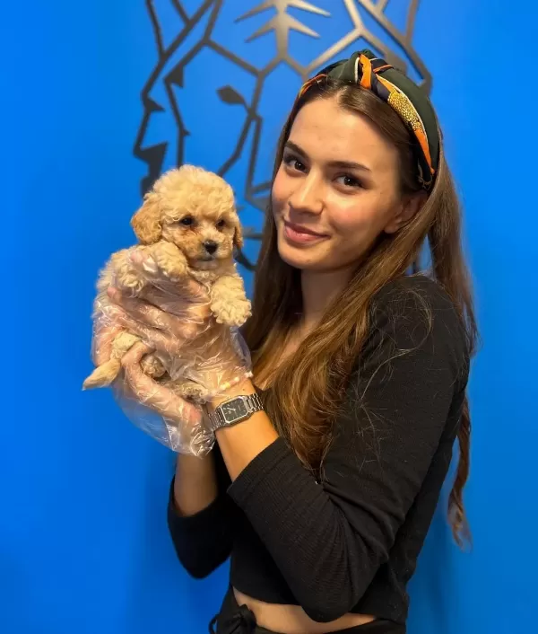 Cok Sirin Czel Toy Poodle Yavrularımız