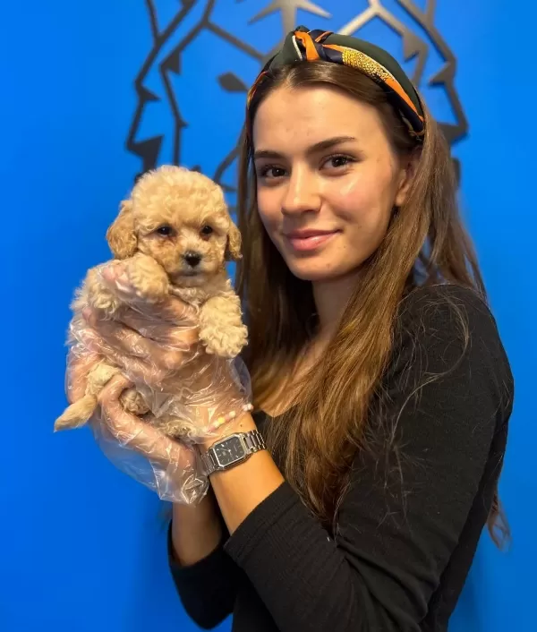 Cok Sirin Czel Toy Poodle Yavrularımız