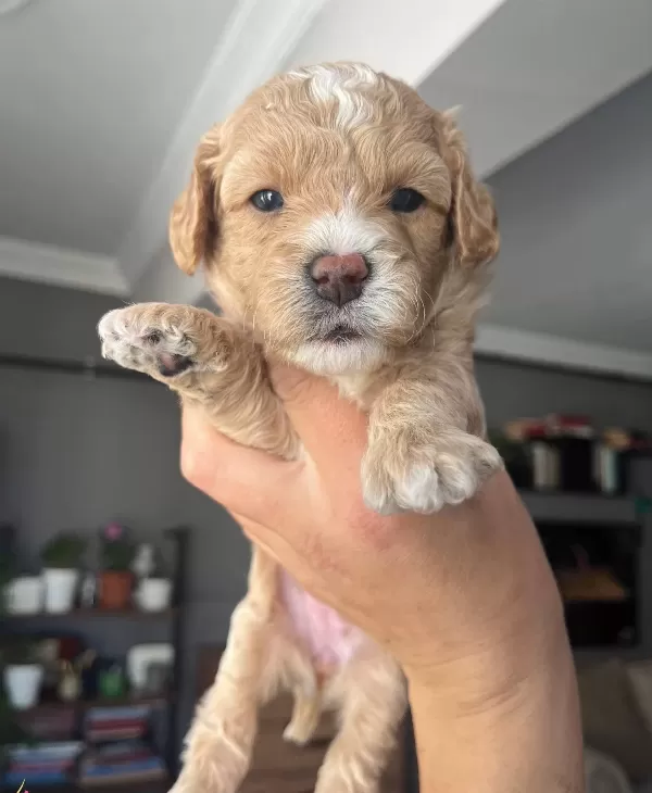 Ozel Uretim Maltipoo Bebekler