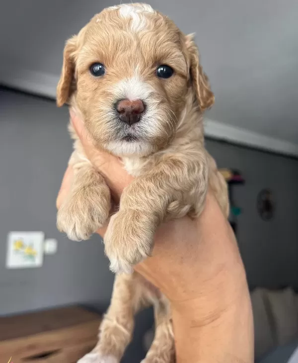 Ozel Uretim Maltipoo Bebekler