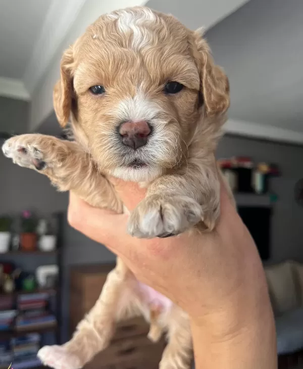 Ozel Uretim Maltipoo Bebekler