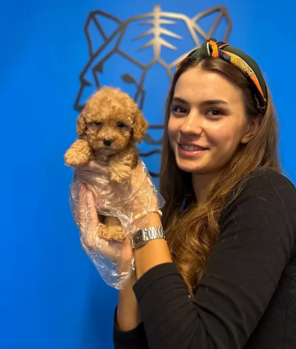 Gerçek Toy Poodle Yavrularımız