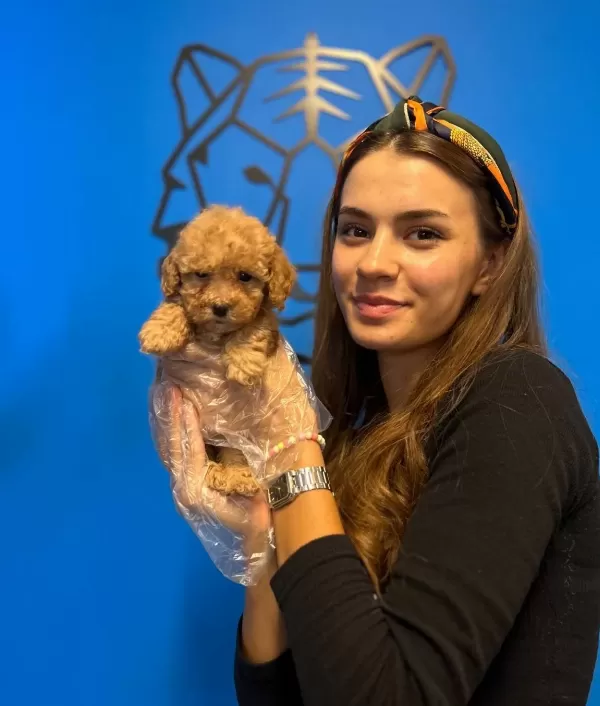 Gerçek Toy Poodle Yavrularımız