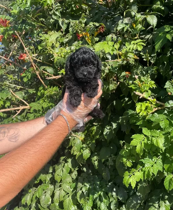 Gerçek Tea 2 Kg Olucak Black Toy Poodle