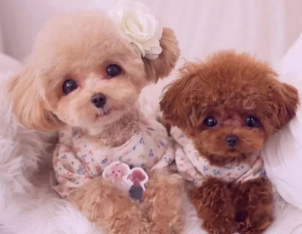 Safkan Orijinal Teddy Yüz Yavrular