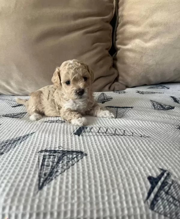 Mukemmel Kalitede Maltipoo Bebeklerim