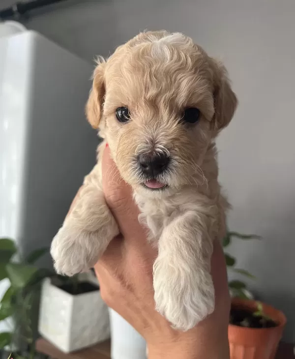 Mukemmel Kalitede Maltipoo Bebeklerim