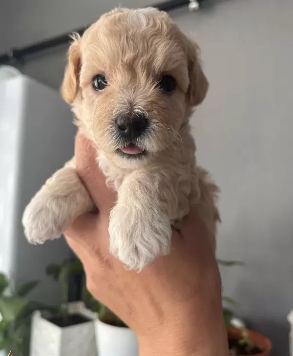 Mukemmel Kalitede Maltipoo Bebeklerim