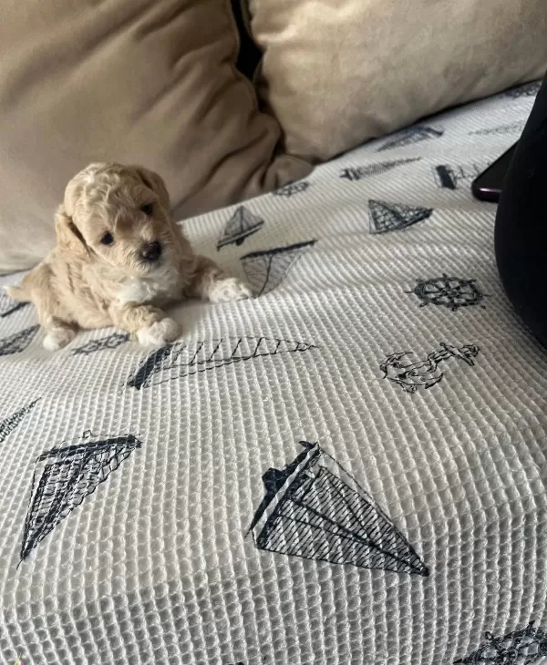 Mukemmel Kalitede Maltipoo Bebeklerim