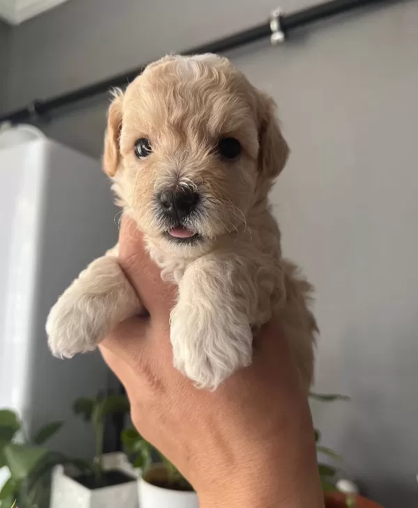 Mukemmel Kalitede Maltipoo Bebeklerim