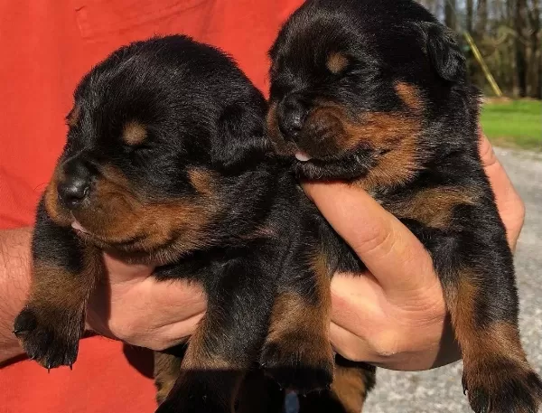Safkan Irk Garantili Rottweiler Yavruları