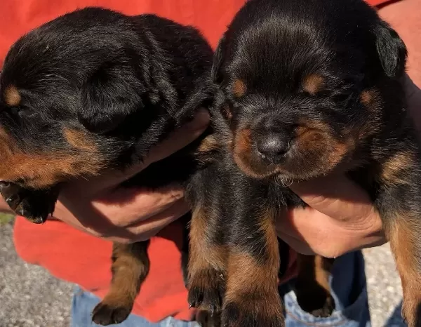 Safkan Irk Garantili Rottweiler Yavruları