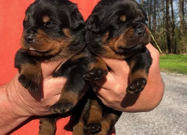 Safkan Irk Garantili Rottweiler Yavruları
