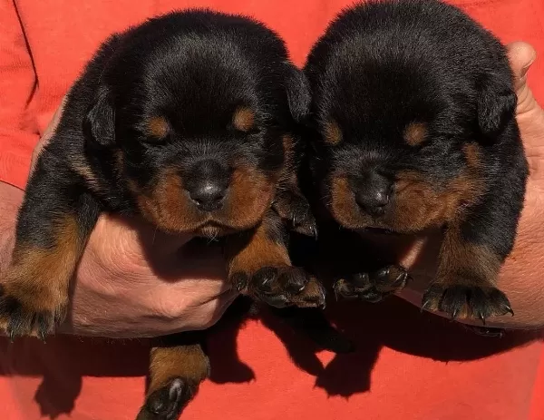Safkan Irk Garantili Rottweiler Yavruları