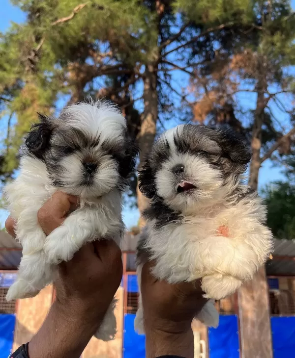 Sitsu Yavrularımızın Guzelligi
