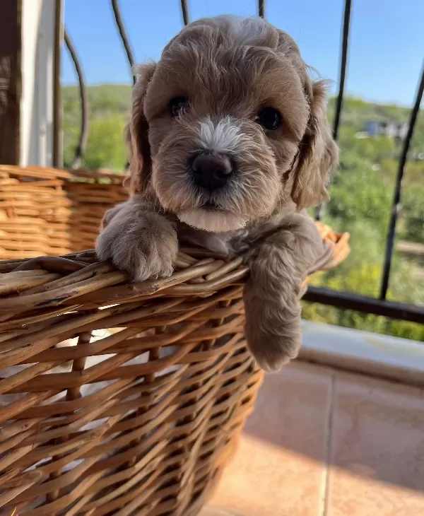 Mukemmel Maltipoo Bebekler