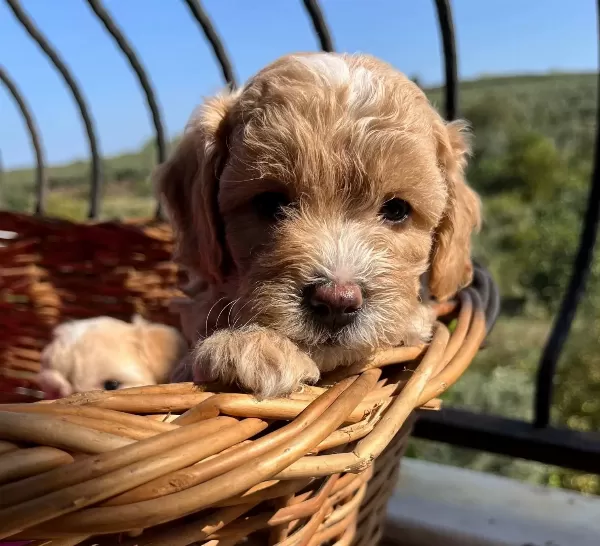 Mukemmel Maltipoo Bebekler