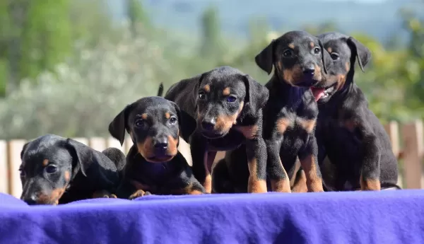 Mukemmel Doberman Yavrular