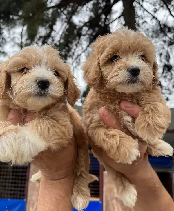 Maltipoo Mukemmel Bebekler