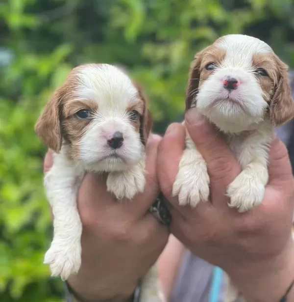 Cavalier King Charles Bebeklerim