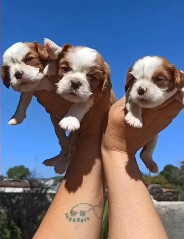 Cavalier King Charles Bebeklerim