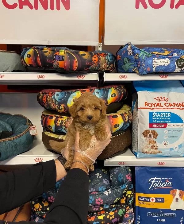 Orjinal Red Maltipoo Yavrularımız