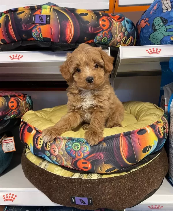 Orjinal Red Maltipoo Yavrularımız