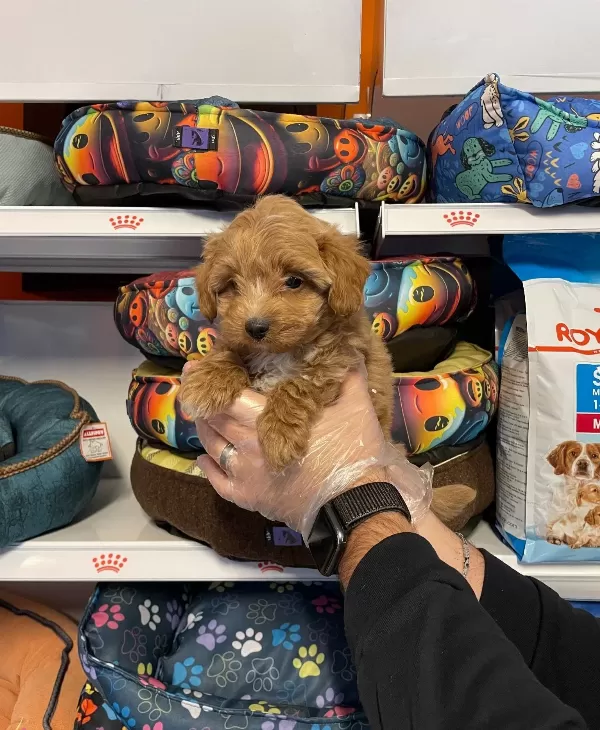 Orjinal Red Maltipoo Yavrularımız