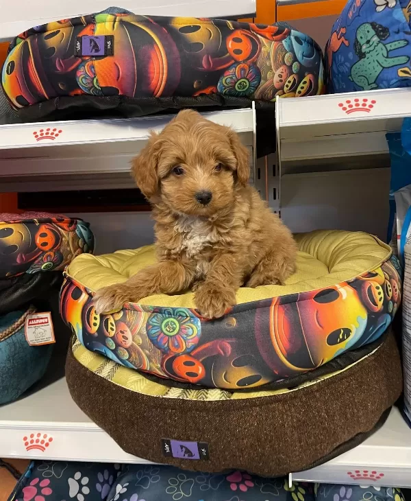 Orjinal Red Maltipoo Yavrularımız