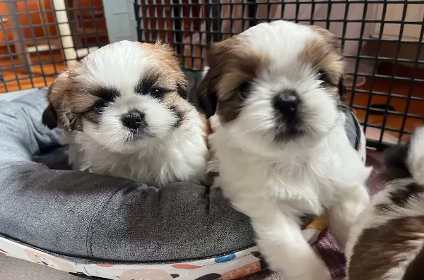 Cicek Gibi Sitsu Kucuk Malefizler