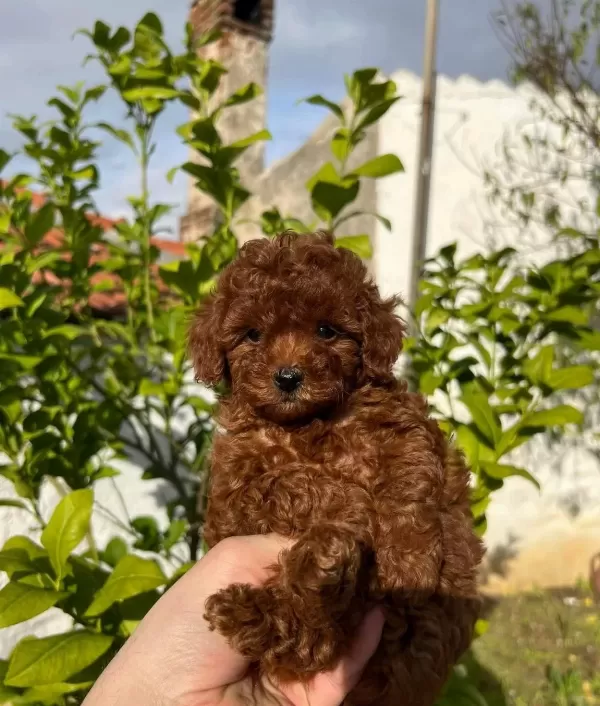 Sağlık Ve Irk Garantili Toy Poodle Yavrularım