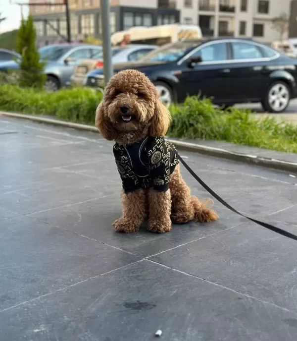 Tooy Poodle Red Kıpkırmızı Yavrular