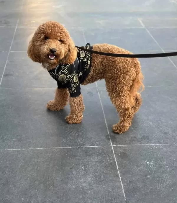 Tooy Poodle Red Kıpkırmızı Yavrular
