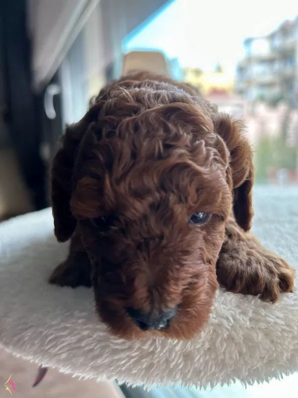 Toypoodle Redbrown Darkred Teacup