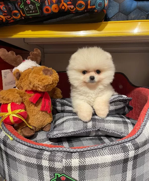 Bear Face Gerçek Pomeranian Boo Bebeklerimiz