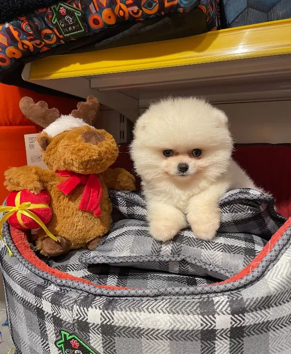 Bear Face Gerçek Pomeranian Boo Bebeklerimiz