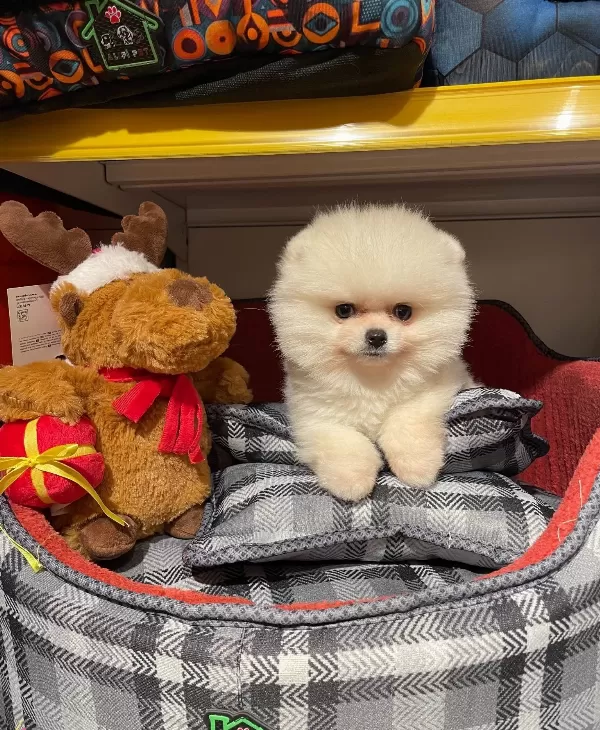 Bear Face Gerçek Pomeranian Boo Bebeklerimiz