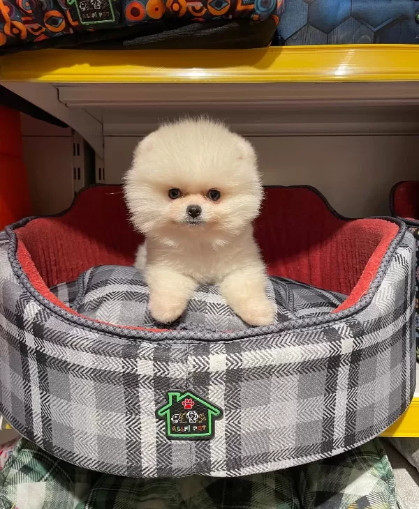 Bear Face Gerçek Pomeranian Boo Bebeklerimiz