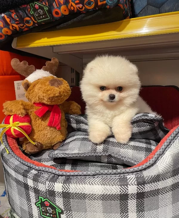 Bear Face Gerçek Pomeranian Boo Bebeklerimiz