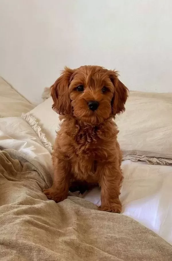 Tooy Poodle Yavrumuz